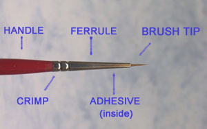 Brush Anatomy